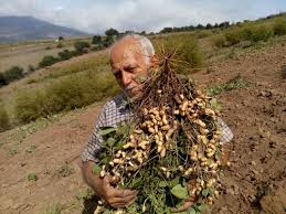 آغاز برداشت بادام زمینی در شرق گلستان